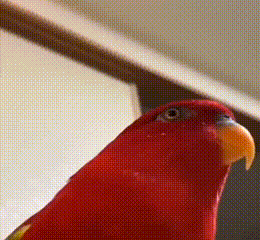 HahaGumichanGIF.gif